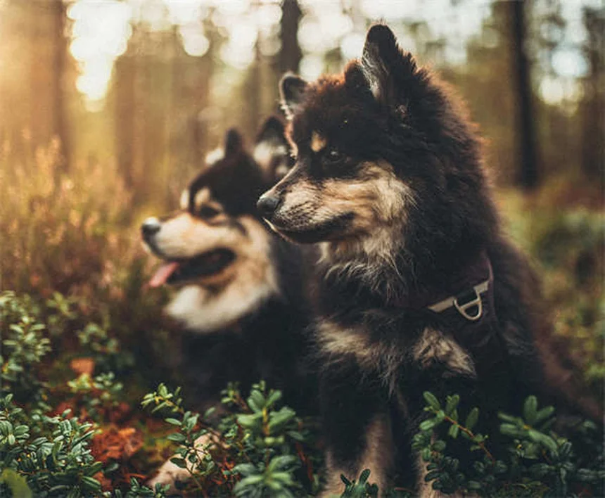 犬・猫にニームオイルは安全？効果と正しい使い方5つのポイント