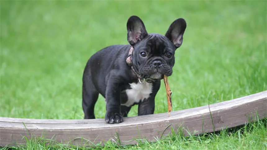 犬が氷を食べても大丈夫？安全な与え方と絶対NGな3つのケース
