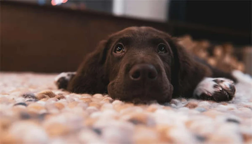 犬が氷を食べても大丈夫？安全な与え方と絶対NGな3つのケース