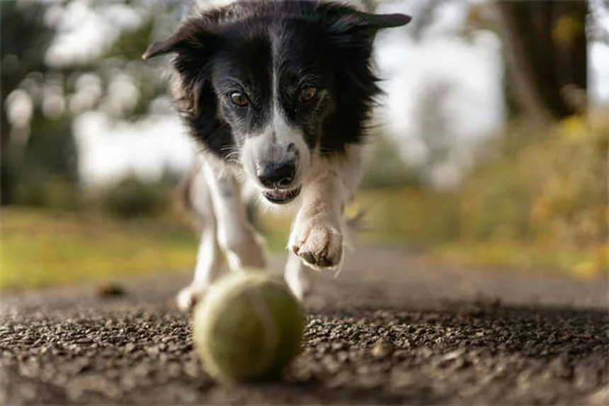 犬猫のリファンピン：耐性菌治療の効果と危険な副作用を獣医が解説