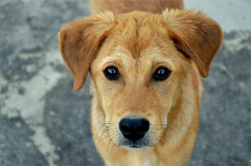 犬の車・旅行不安を解消する7つの実践的コツ【獣医師推奨】