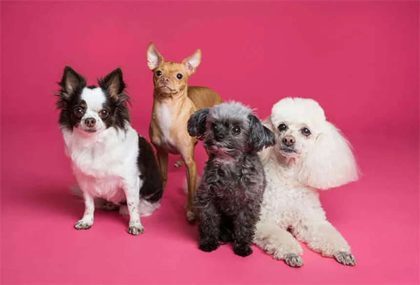動物病院が怖くない！愛犬が尻尾を振って来院する3つの秘訣