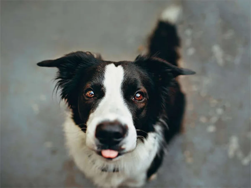 犬の資源防衛行動とは？原因と正しい対処法を徹底解説