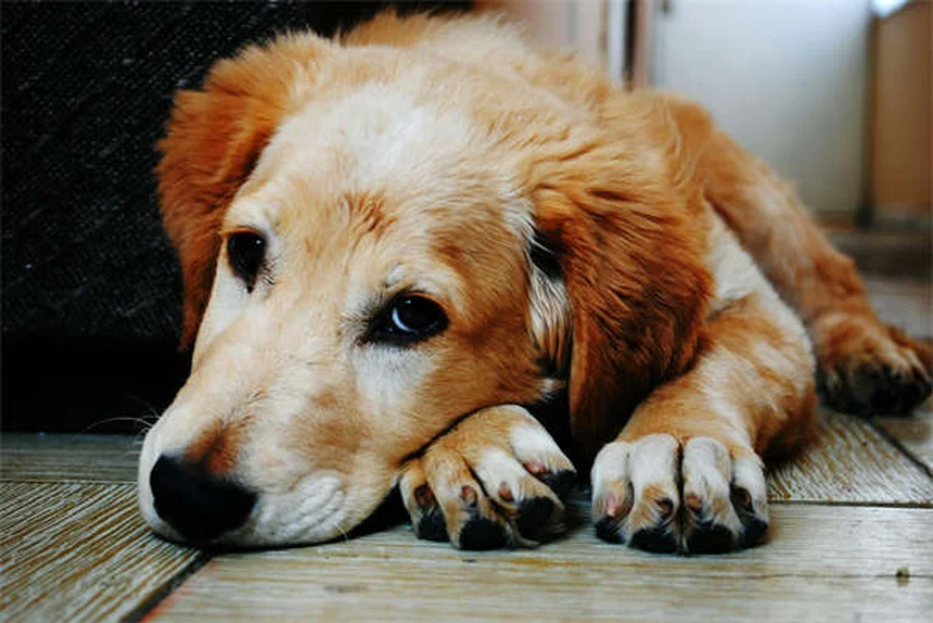 犬の車・旅行不安を解消する7つの実践的コツ【獣医師推奨】