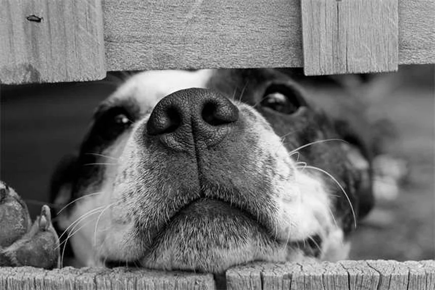愛犬と楽しむ！水上スポーツ10選と安全な始め方