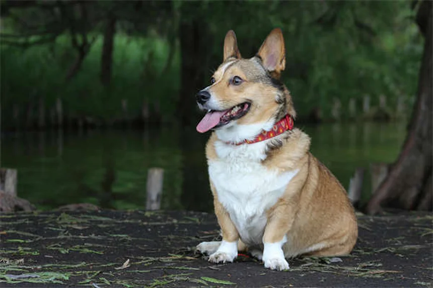 獣医師が教える犬のインスリノーマの症状から治療まで