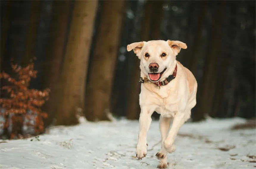 獣医師が教える犬のインスリノーマの症状から治療まで