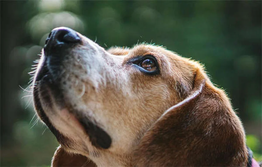 犬が笑うのは嬉しいだけじゃない！プロが教える本当の意味と見分け方