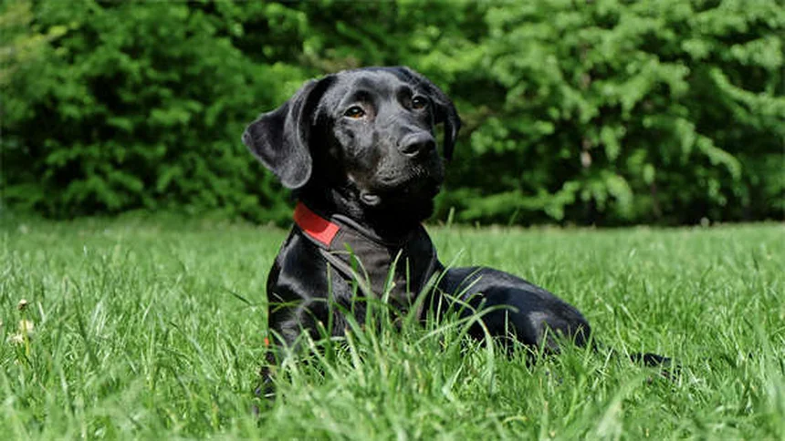 犬が笑うのは嬉しいだけじゃない！プロが教える本当の意味と見分け方