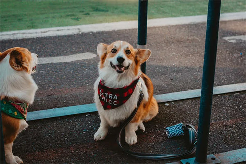 犬が笑うのは嬉しいだけじゃない！プロが教える本当の意味と見分け方