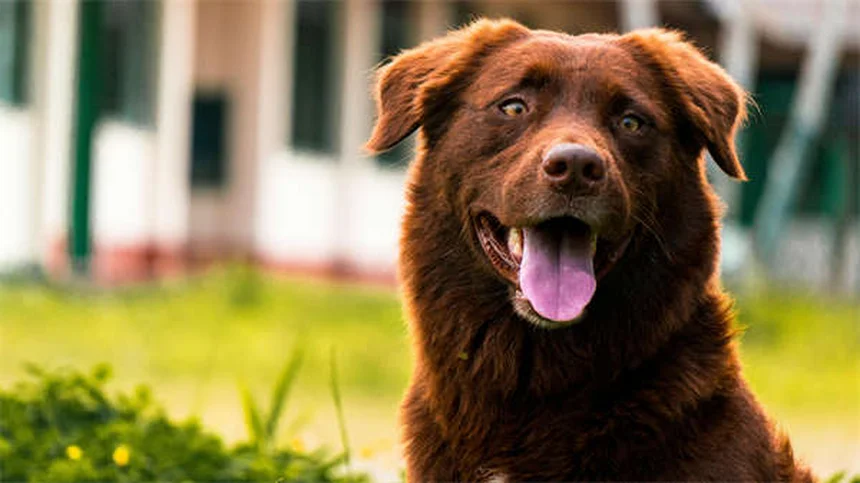 迷子犬を見つけたら、5ステップで安全に保護する方法