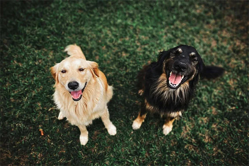 犬の恐怖攻撃、原因と正しい対処法を解説