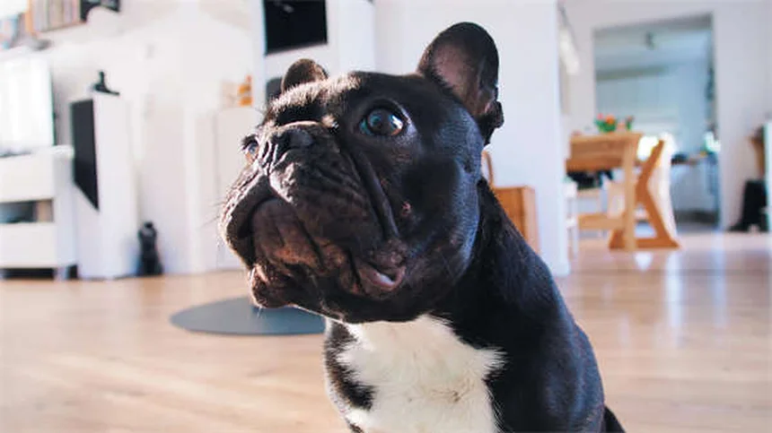 海水水槽で飼えるサメ5種類、10年経験者が本音で解説