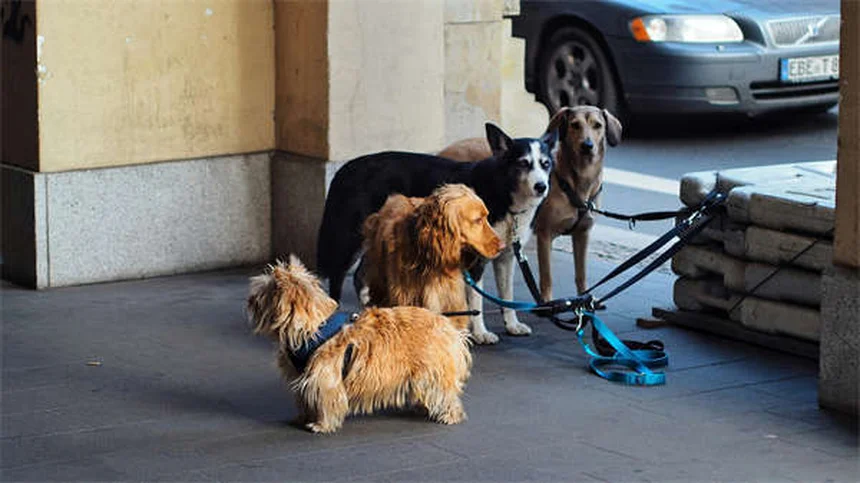 犬種の性格は誤解？環境で変わる理由と実践法