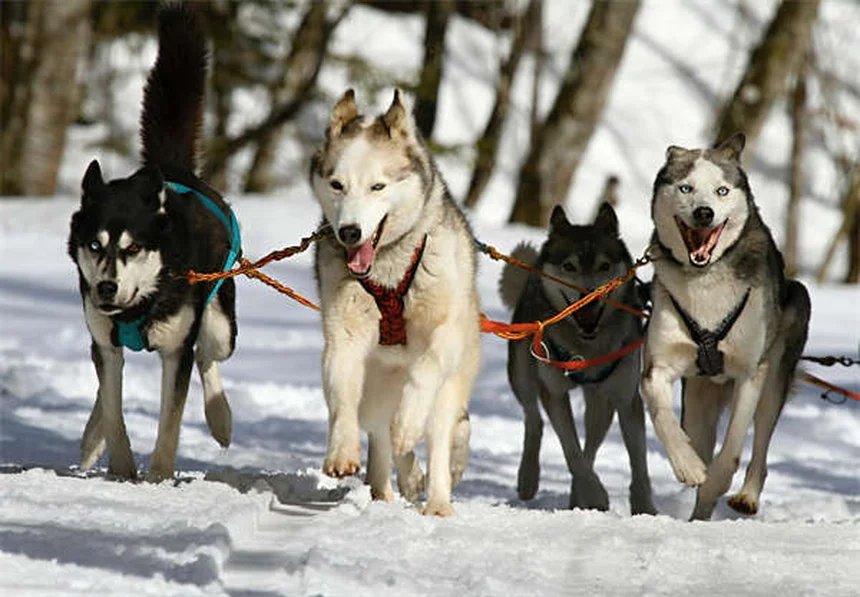 犬種の性格は誤解？環境で変わる理由と実践法