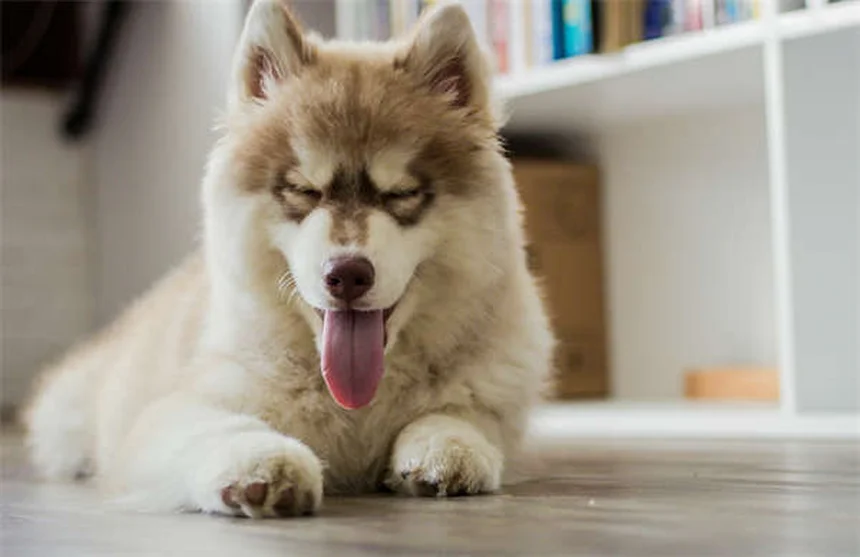 犬種の性格は誤解？環境で変わる理由と実践法
