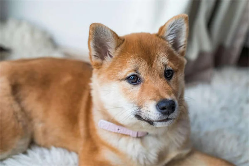 犬は夢を見る？愛犬の寝言や足バタバタの意味を解説