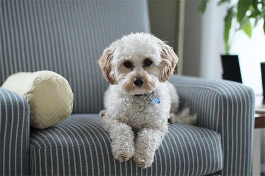 クロルフェニラミンは犬猫に効く？副作用や与え方の注意点を解説