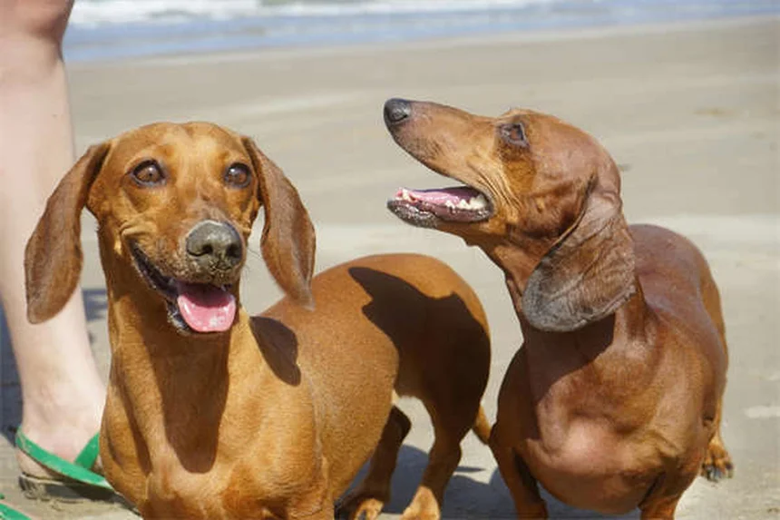 クロルフェニラミンは犬猫に効く？副作用や与え方の注意点を解説