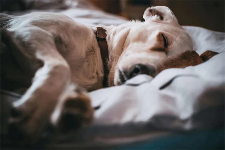 犬のうんち掃除のプロが教える！安全・衛生的な処理法7選