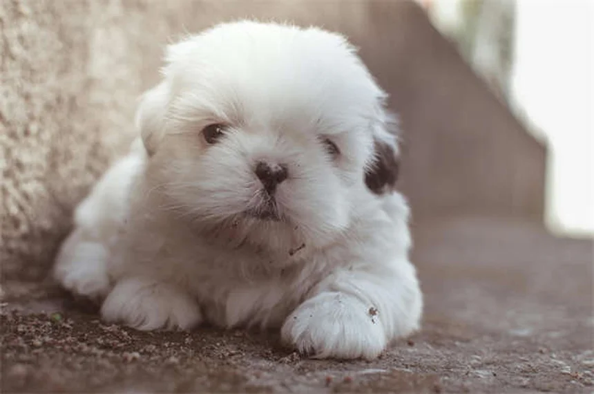犬のうんち掃除のプロが教える！安全・衛生的な処理法7選
