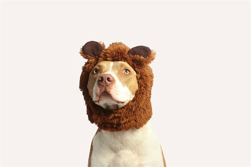 犬のうんち掃除のプロが教える！安全・衛生的な処理法7選