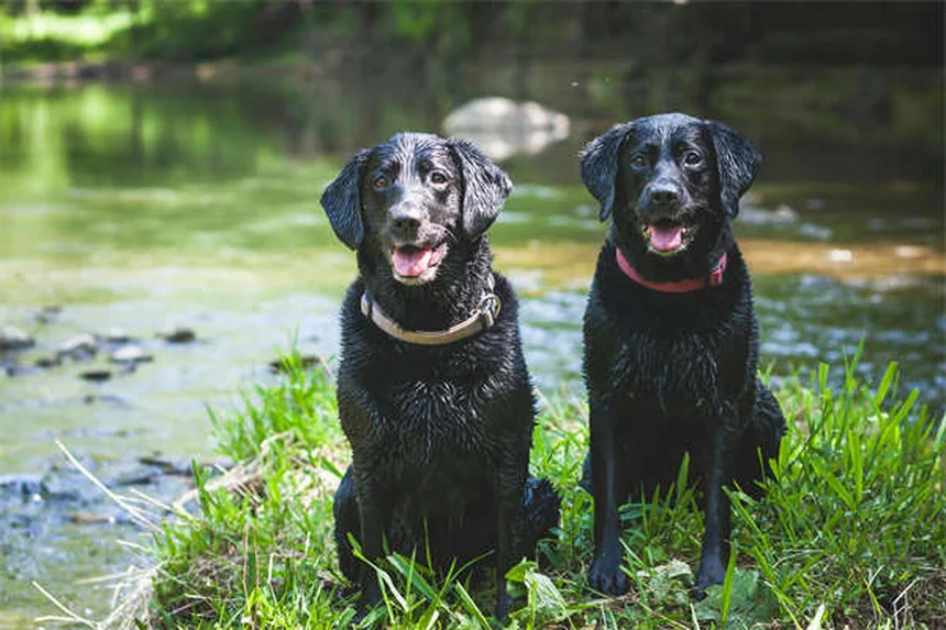 犬のパンティング：正常と異常を見分ける3つのポイント