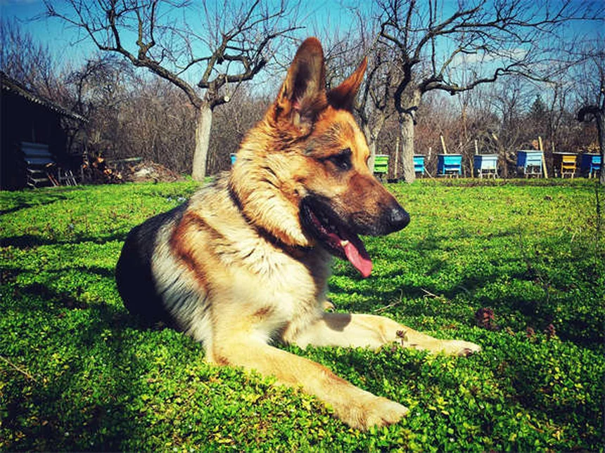 犬連れで行けるアメリカ国立公園：愛犬との安全で楽しい冒険計画ガイド