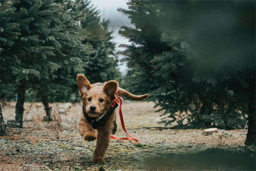 犬のホームケア8選｜獣医師が教える自宅で試せる安全な対処法