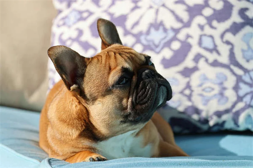 犬のホームケア8選｜獣医師が教える自宅で試せる安全な対処法