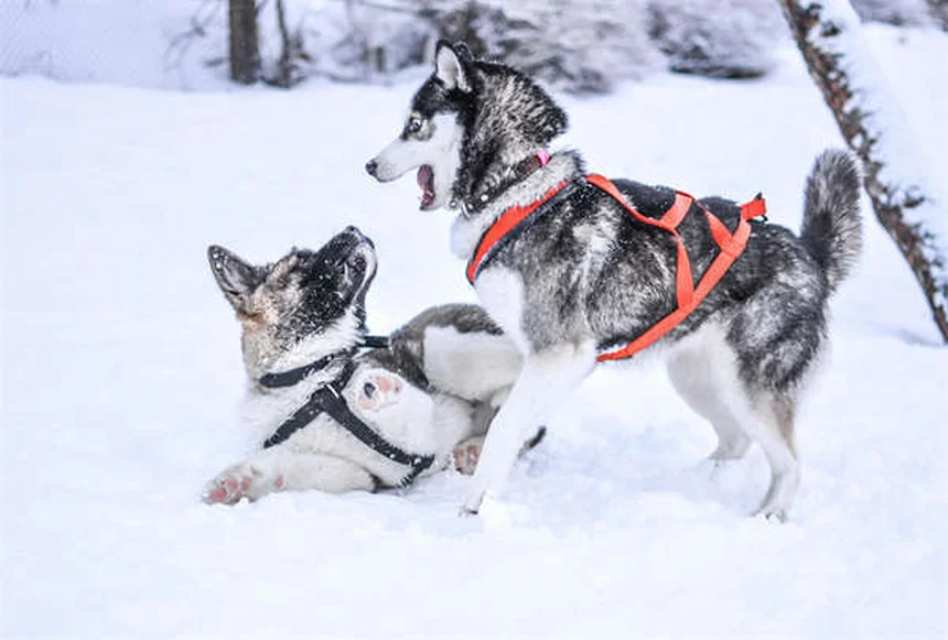 犬は自分の死を察知できる？実際のサインと獣医師の見解