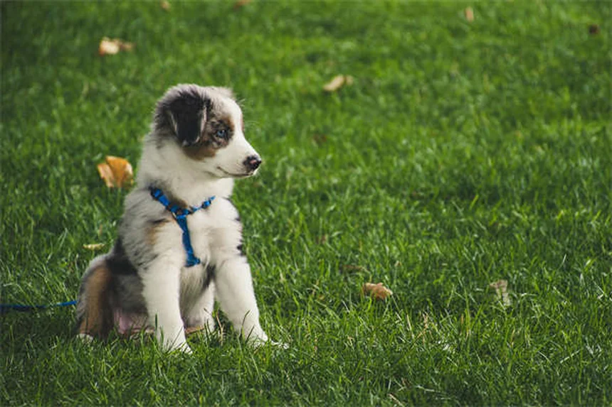 犬の保険の選び方：知っておくべき5つのポイントと比較のコツ