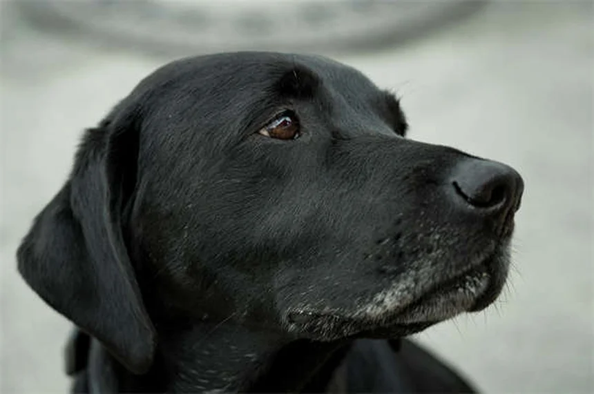 犬の保険の選び方：知っておくべき5つのポイントと比較のコツ