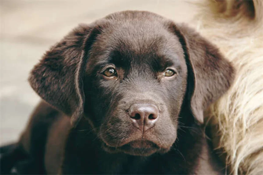 自宅でできる愛犬の健康チェック｜5つのステップで早期発見