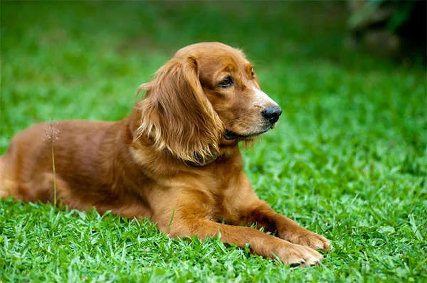 自宅でできる愛犬の健康チェック｜5つのステップで早期発見