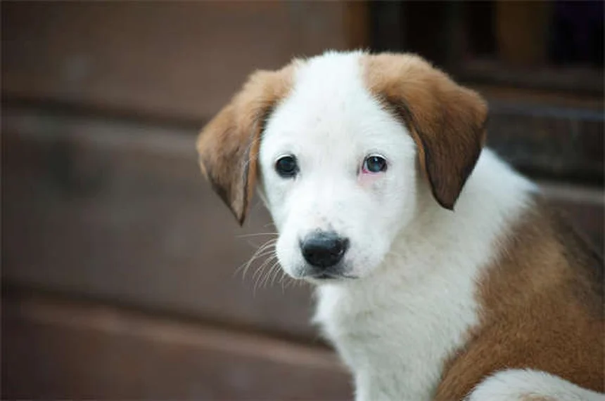 犬・猫の膵臓酵素とは？EPI治療での役割と正しい使い方【獣医師監修】