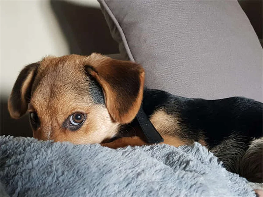 犬の飛びつきをやめさせる方法｜しつけのコツと絶対NG行動を解説